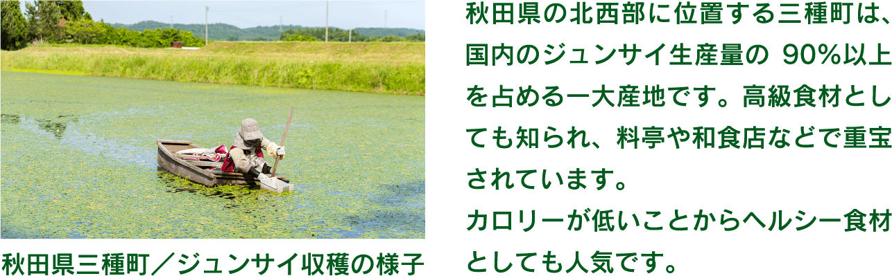 秋田県の北西部に位置する三種町は、国内のジュンサイ生産量の90％以上を占める一大産地です。高級食材としても知られ、料亭や和食店などで重宝されています。カロリーが低いことからヘルシー食材としても人気です。